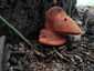Májgomba (Fistulina hepatica), Budai-hegység